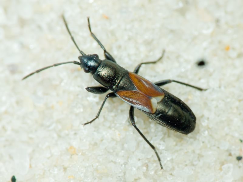 Pterotmetus staphyliniformis (Schilling, 1829)
